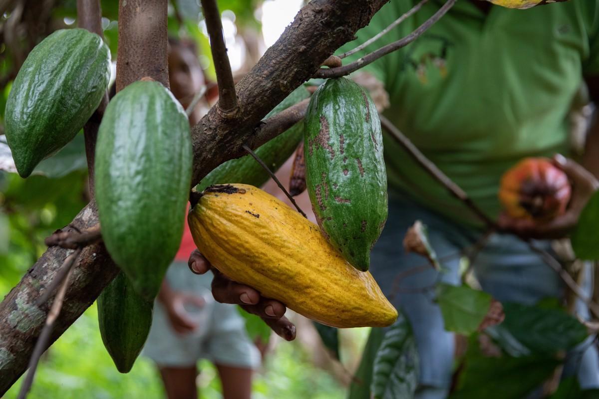 Lee más sobre el artículo Cacaoteros buscan elevar producción a 60 mil toneladas en tres años