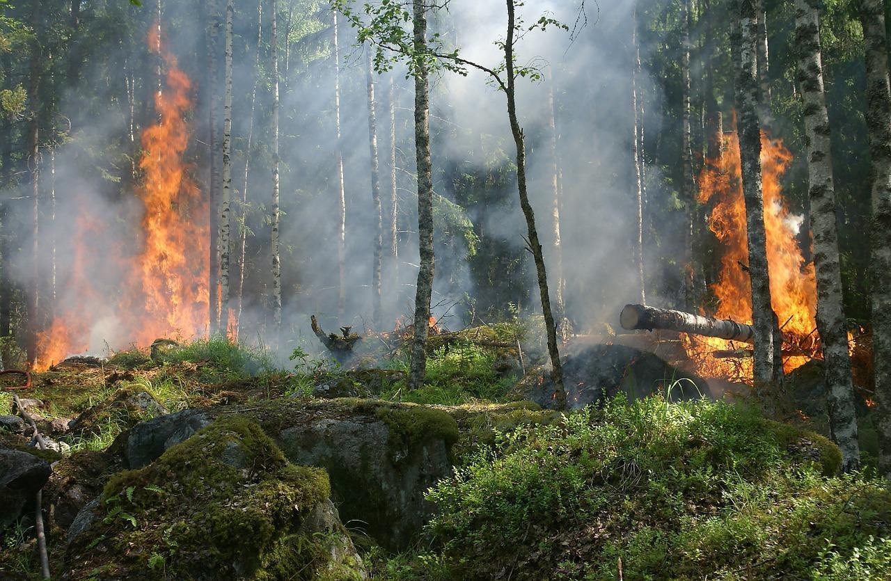 En este momento estás viendo Consecuencias de los grandes incendios forestales sobre ecosistemas