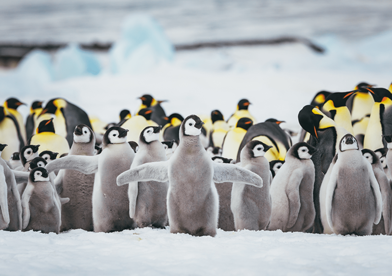 Lee más sobre el artículo Pingüinos emperador podrían extinguirse por el cambio climático
