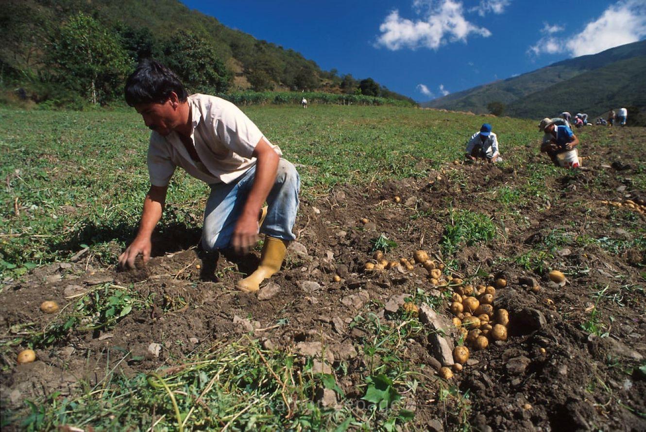 Lee más sobre el artículo Sistema agroalimentario venezolano es altamente vulnerable