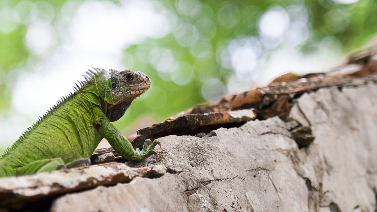 Lee más sobre el artículo Una de cada cinco especies de reptiles podría desaparecer en un futuro cercano
