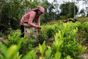 Lee más sobre el artículo Venezolanos sobreviven raspando coca en Colombia